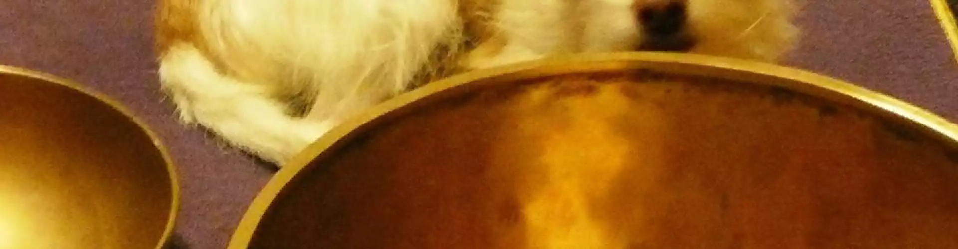 Tibetan Bowl Sound Healing for Your Pets - Online Class by Diane Mandle